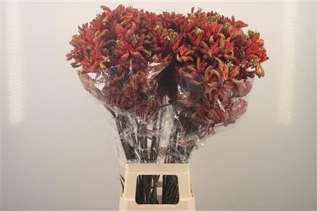 <h4>Anigozanthos Early Spring Red</h4>