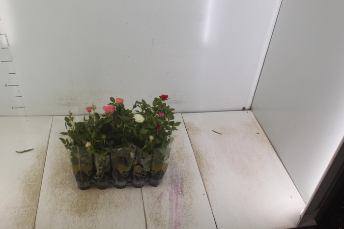 <h4>ROSEIRA MINI P06</h4>