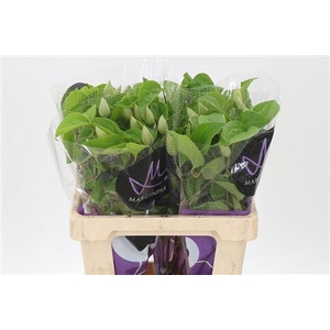 Clematis Amazing Vienna White