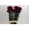 Dianthus St Purple Damascus