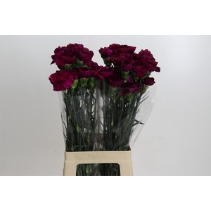 Dianthus St Purple Damascus