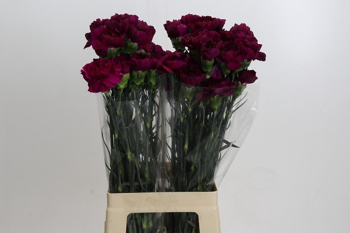 <h4>Dianthus St Purple Damascus</h4>