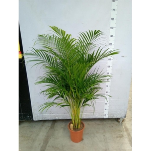 Dypsis lutescens   ...Chrysalidoca