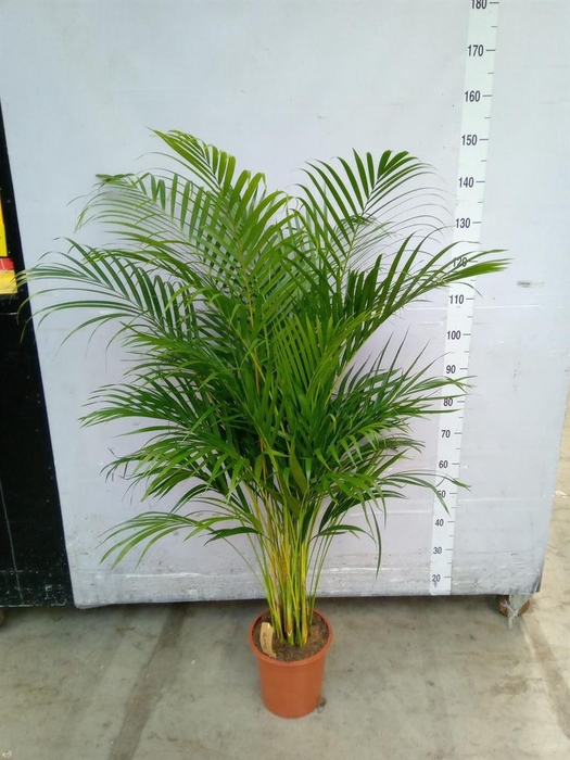 <h4>Dypsis lutescens   ...Chrysalidoca</h4>
