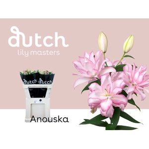 Li Or Double Roselily Anouska 4+ Lily Master