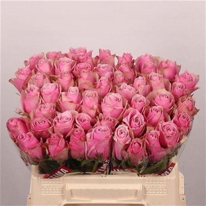 <h4>R Gr Athena Royale</h4>