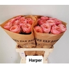 Rosa Garden Harper