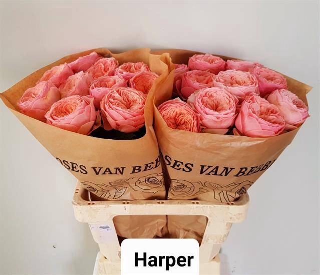 Rosa Garden Harper