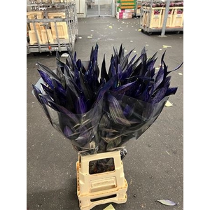 Li Or Purple Magic