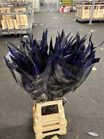 <h4>Li Or Purple Magic</h4>