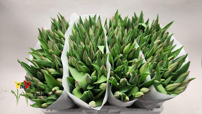 <h4>TU EN STRONG LOVE</h4>