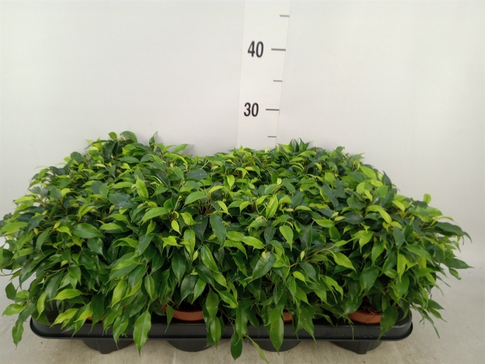 <h4>Ficus benja. 'Green Kinky'</h4>