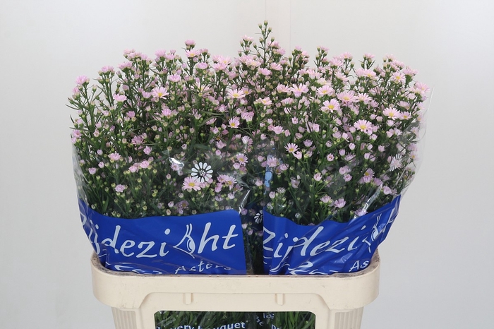 Aster Claudia