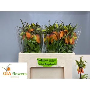 FRIT IM ORANGE BEAUT