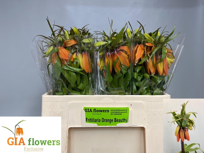 <h4>FRIT IM ORANGE BEAUT</h4>