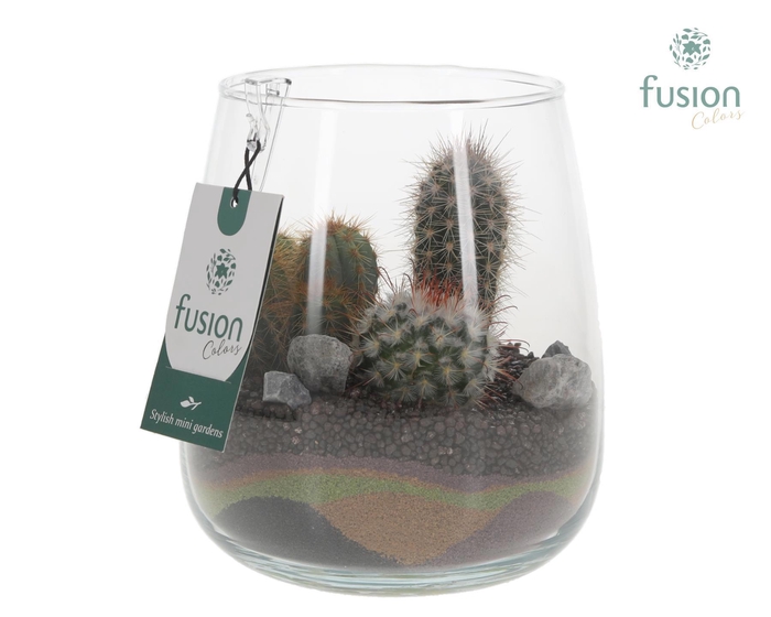 <h4>Glazen vaas Alzada met Cactus arrangement</h4>