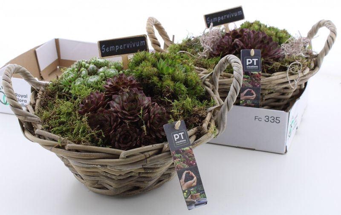 <h4>ARR SEMPERVIVUM</h4>