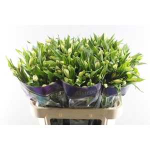 Alstr White Swan (wit)