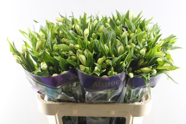 <h4>Alstr White Swan (wit)</h4>