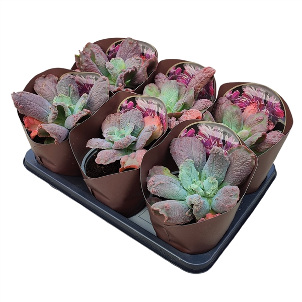 <h4>ECHEVERIA 'LINGUAS' - POT Ø 14 - COLLECTION WITH POTCOVER (SUCCULENTEN)</h4>