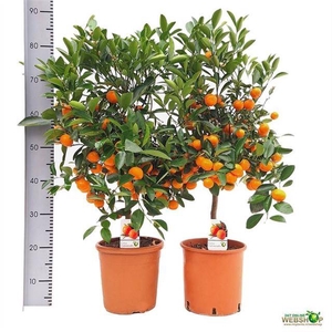 CITR MICROCARPA