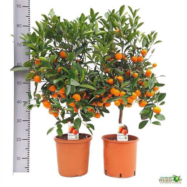 <h4>CITR MICROCARPA</h4>