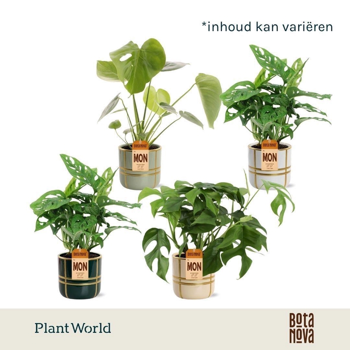 <h4>Monstera Mix in Lauri keramiek</h4>