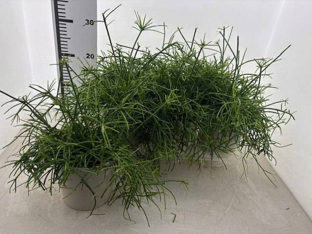 <h4>RHIPSALIS CASSUTHA</h4>