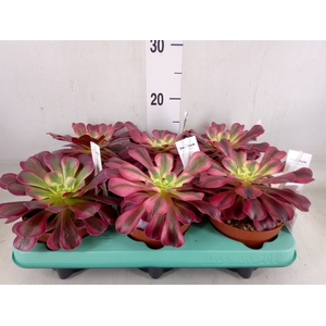 Aeonium   ...