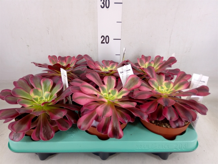 <h4>Aeonium   ...</h4>