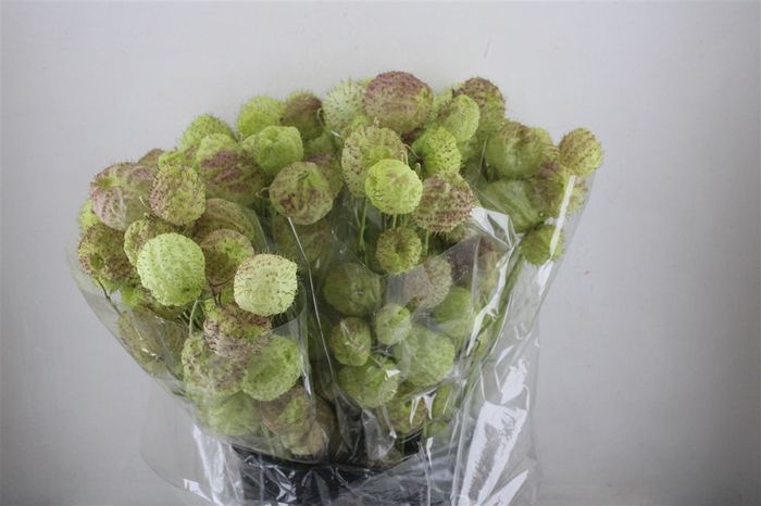 <h4>Asclepia Moby Dick Super P Bunch</h4>