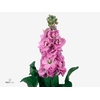 MATTH CENTUM PINK