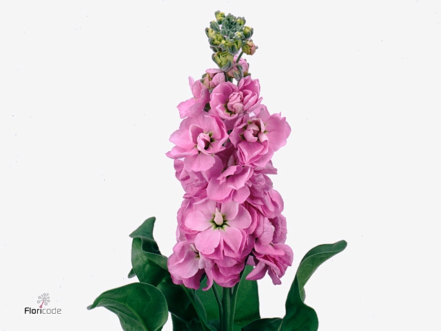 MATTH CENTUM PINK