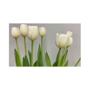Tulips Single White