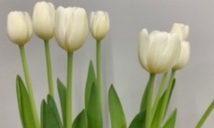 <h4>Tulips Single White</h4>