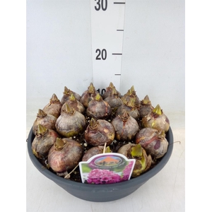 Hyacinthus orie. 'Miss Saigon'