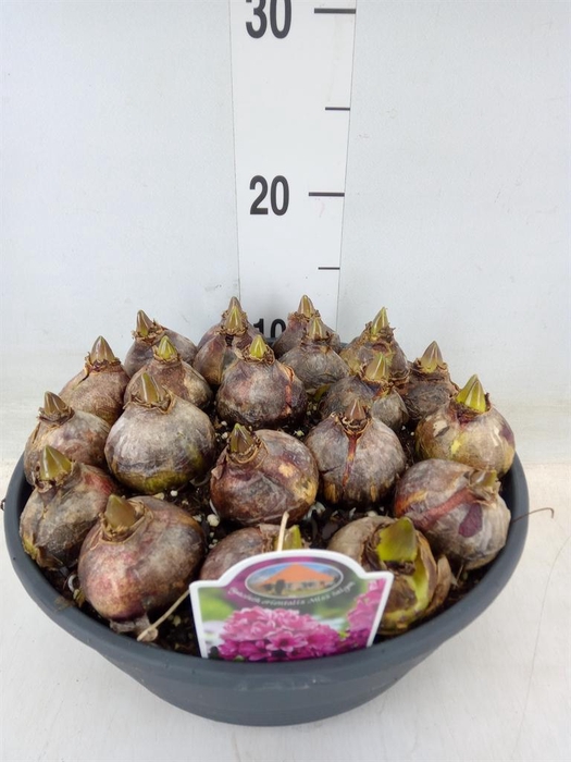 <h4>Hyacinthus orie. 'Miss Saigon'</h4>