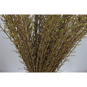 Forsythia I Spectabilis