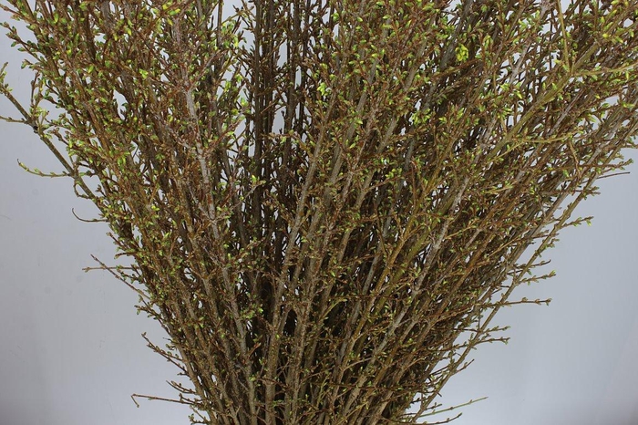 <h4>Forsythia I Spectabilis</h4>