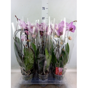 Phalaenopsis  'Elegant Cascade'