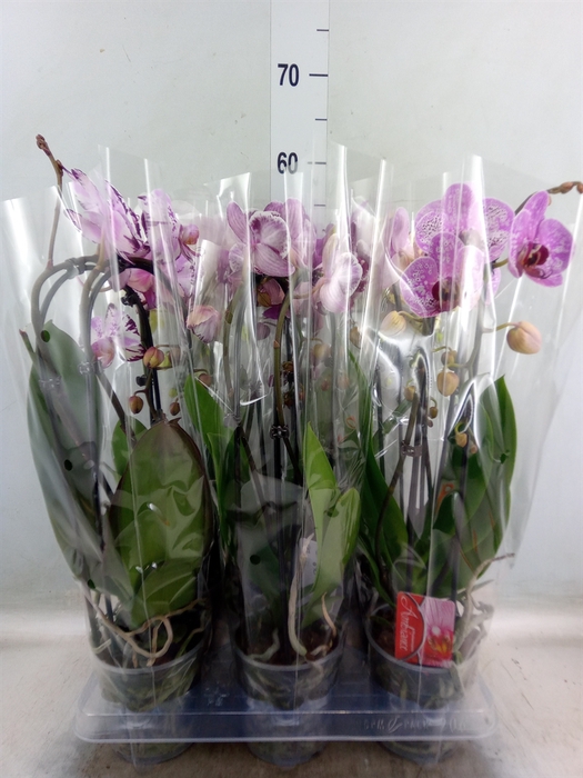 <h4>Phalaenopsis  'Elegant Cascade'</h4>