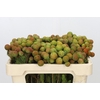 Kaaps Groen Baubles