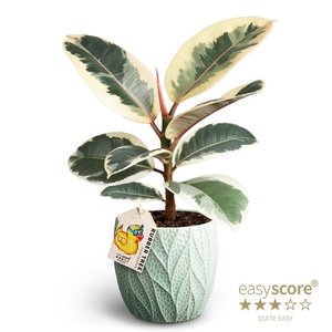 FICUS ELASTICA P12 TINEKE LEAF OCEAN