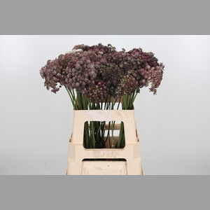 Daucus Carota
