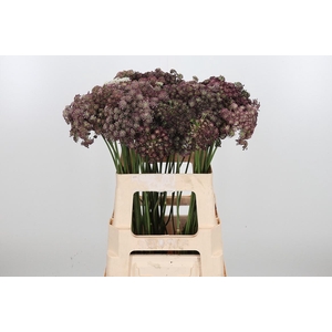 Daucus Carota