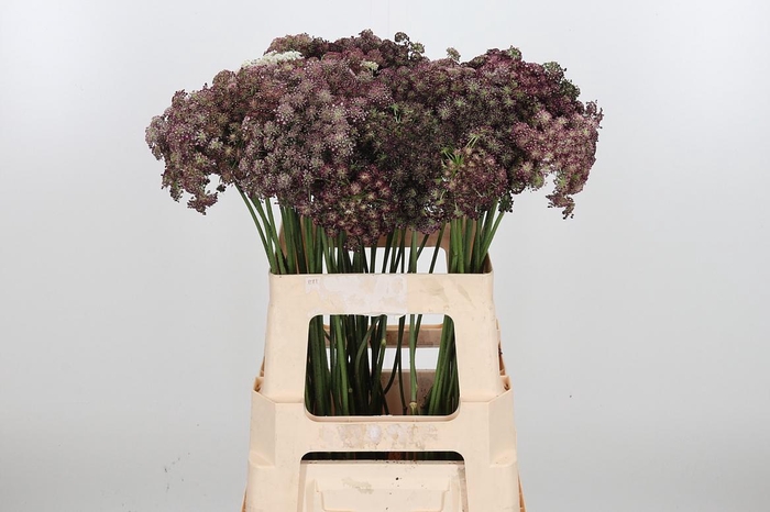 <h4>Daucus Carota</h4>