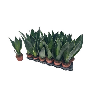 SANSEV TRIFASCIA  OV