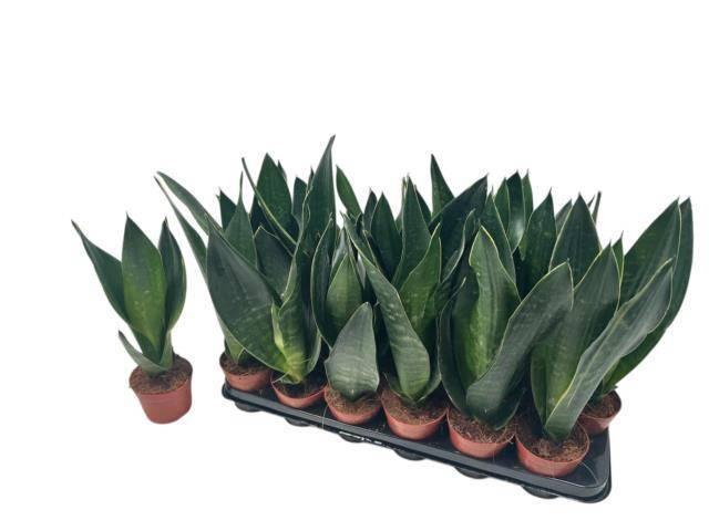 <h4>SANSEV TRIFASCIA OV</h4>