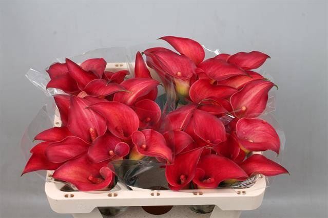 <h4>Calla Call Aruna</h4>