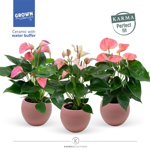 Anthurium - Karma Pink Mix | sierpot + patroon